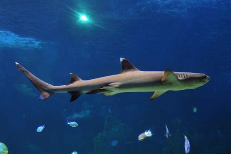 Whitetip Reef Shark Triaenodon Obesus