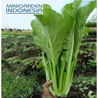 Eksperimen biji kacang hijau oleh zakiyyah salwanabila video ini sebenernya udah lama banget sekitar bulan oktober mama. 500 Biji - Benih Sawi Caisim SHINTA sawi hijau batang ...