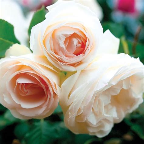White Eden ® Climbing Rose Bush 100 Petals Hardy Own Root