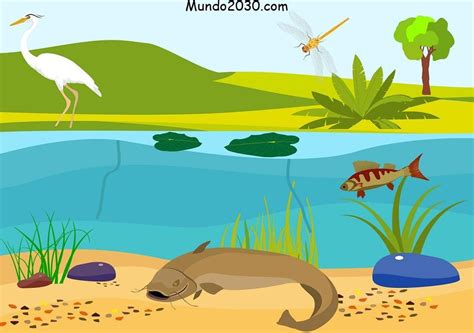 Ecosistema de agua dulce características flora fauna ejemplos