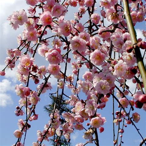 Prunus armeniaca 'goldcot' is a tasty apricot tree available on different rootstocks from specialist nursery with 97% review score & uk wide delivery. Prunus Mume Pendula Tree