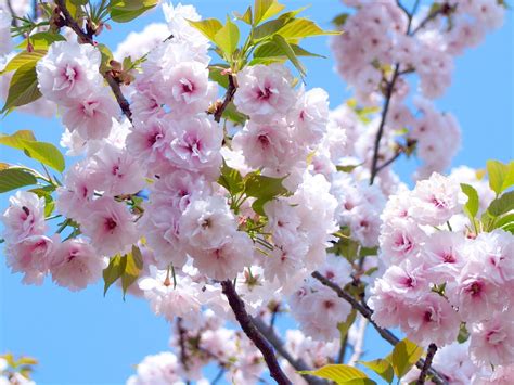 17 Facts You Probably Didn't Know About Sakura | tsunagu Japan