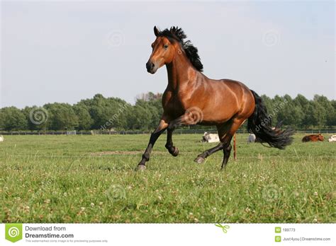 bay horse stock image image  agricultural farm tail