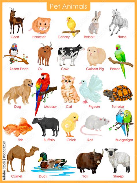 Chart Of Pet Animals Stock Vector Adobe Stock