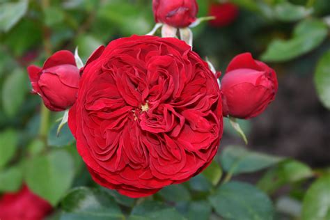 La Collection Globe Planter Rosier Roses Feeriques® Chaperon Rouge