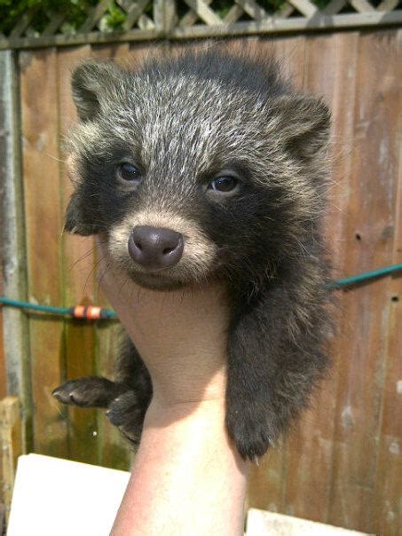 Sw England Raccoon Dog Puppies Reptile Forums