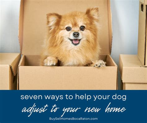 7 Ways To Help Your Dog Adjust To Your New Home Boca Raton Fl Pet