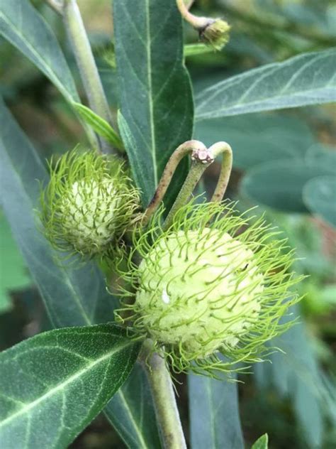 Hairy Balls Milkweed Milkweed Veggie Garden Garden Diary