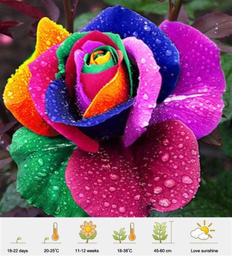 Pin oleh bejo sutejo bunga mawar kuning gambar dan. rose flower - Benih Biji bibit Mawar rainbow - colorfull ...