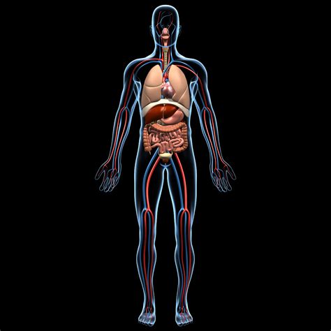 Anatomical Structure Of Human Body Organs Anatomy Study Human