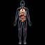 Human Anatomy – MotionCow