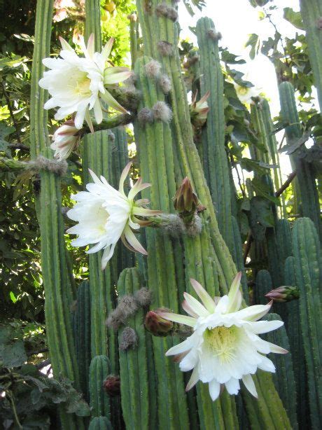 The properties and effects of this sacred plant? Flower from my San Pedro cactus (trichocereus pachanoi ...