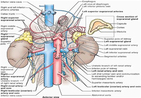 Right And Left Renal Veins Are Anterior To The Renal Arteries Left