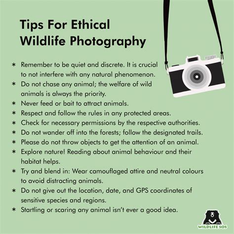 The Right Way To Shoot A Guide To Ethical Wildlife Photography