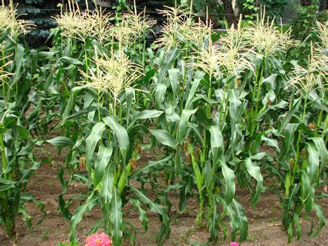 Getting The Sweet Corn For Utah Gardens Growing Sweet Corn Growing