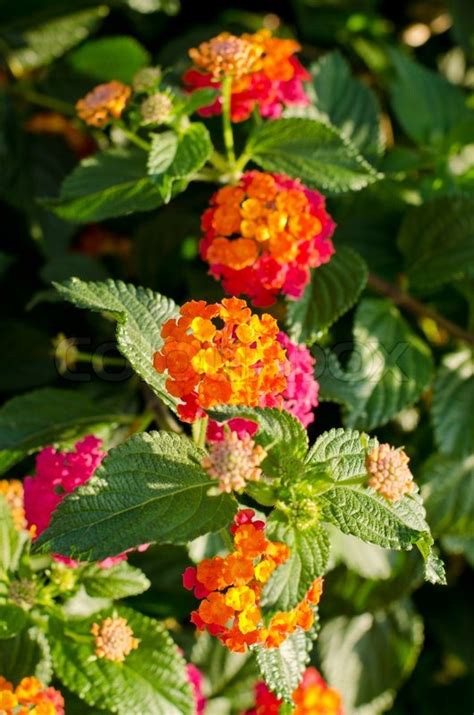 Download free flower png with transparent background. Yellow, orange and pink lantana flowers on a soft focus ...