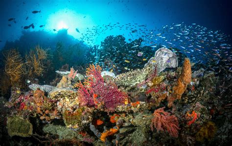 Coral Reef OnlyFans: The Leaked Content EVERYONE'S Talking About