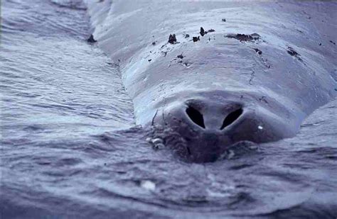 Bowhead Whale Genome May Hold Clues To Human Longevity