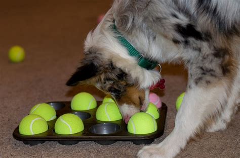 5 Fun Indoor Games For Your Dog Inside Dogs World