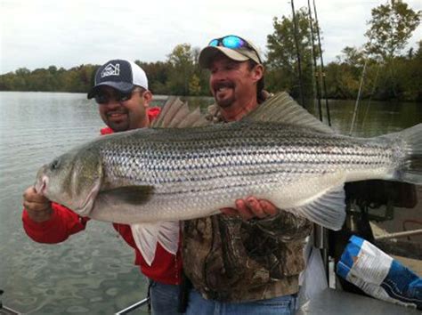 Trophy Striper Fishing Nashville Tennessee Monster Striped Bass With