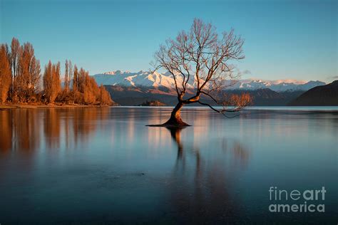 Dawn And The Tree At Lake Wanaka New Zealand Photograph By Simon Bradfield