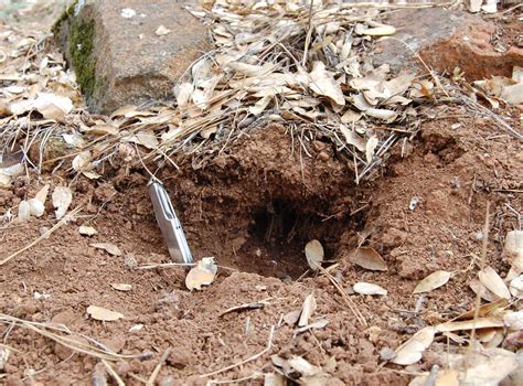 Do Mice Dig Holes In The Ground A Pictures Of Hole 2018