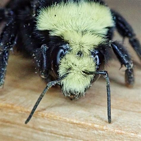 Bombus Vosnesenskii Yellow Faced Bumble Bee 10000 Things Of The