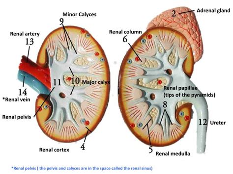 Ppt Renal Capsule Powerpoint Presentation Id2998332