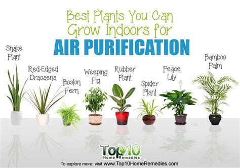 10 best plants you can grow indoors for air purification top 10 home remedies