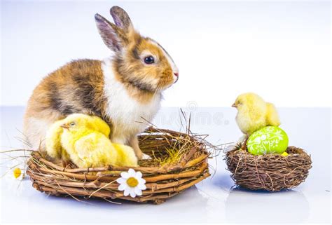 Easter Chicken And Rabbit Stock Image Image Of Bread 87962783