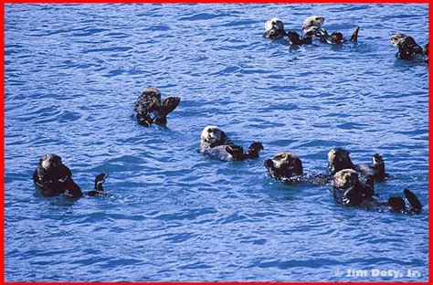 Sea Otters 2