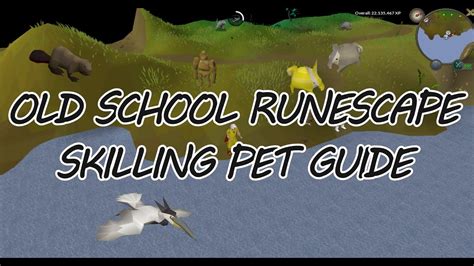 A pet rock is a members only item, and can be obtained from askeladden during and after the fremennik trials quest. OSRS Skilling Pet Guide - Beaver - Heron - Baby Chinchompa ...