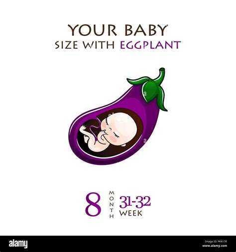 Embryo Pregnancy Stages Fetal Development