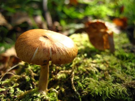 The Two Mushrooms Pic Taken From Another Angle Stintje Flickr