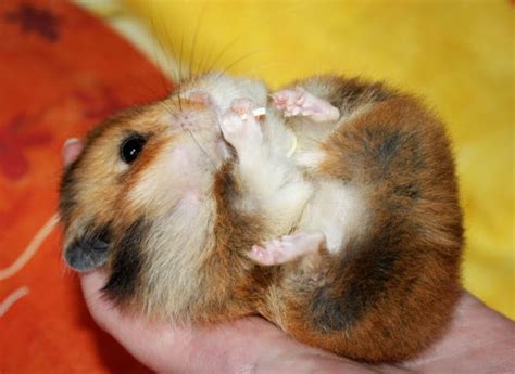 Are Hamsters Good Pets Cat And Dog Lovers