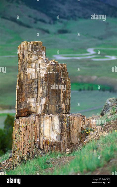Petrified Tree At Specimen Ridge Yellowstone Np Wyoming Usa Stock