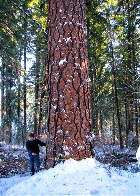 New Worlds Tallest Ponderosa Pine