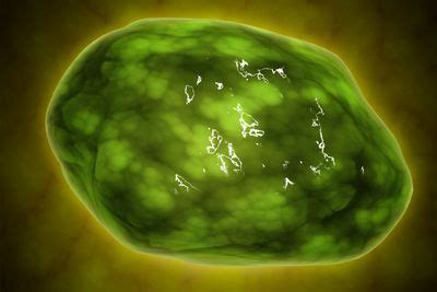 We did not find results for: Animal Cells and the Membrane-Bound Nucleus