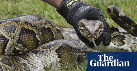 Florida Hunters Capture More Than 80 Giant Snakes In Python Bowl