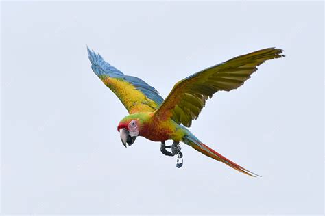 Premium Photo Macaw Bird Ara Macao In Flight