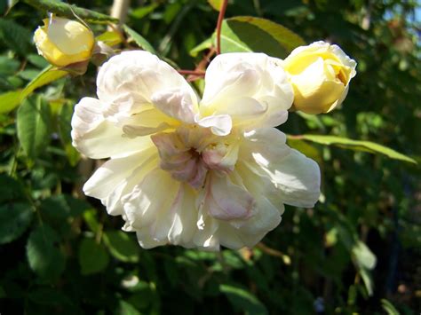 Buy Climbing And Rambling Roses By Mail Order From East Sussex