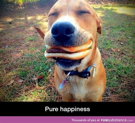 Happy Dog Funsubstance