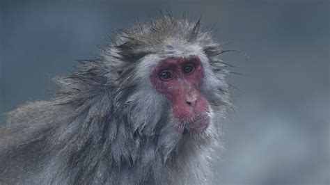 Bbc World Service Newshour Genetically Modified Monkeys Show