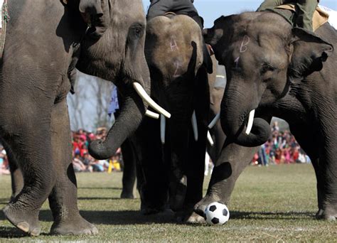 Elephant Beauty Contest Football Match And Race During