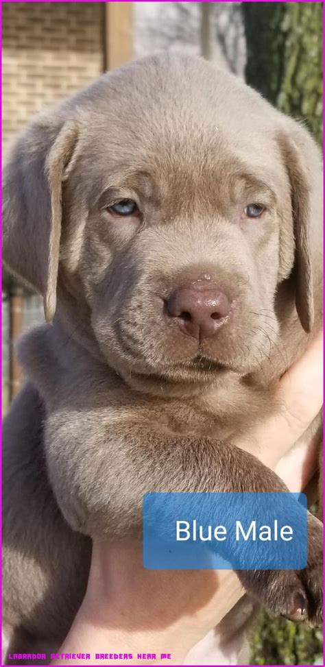 Advertise, sell, buy and rehome labrador retriever dogs and puppies with pets4homes. 9 Things To Know About Labrador Retriever Breeders Near Me ...