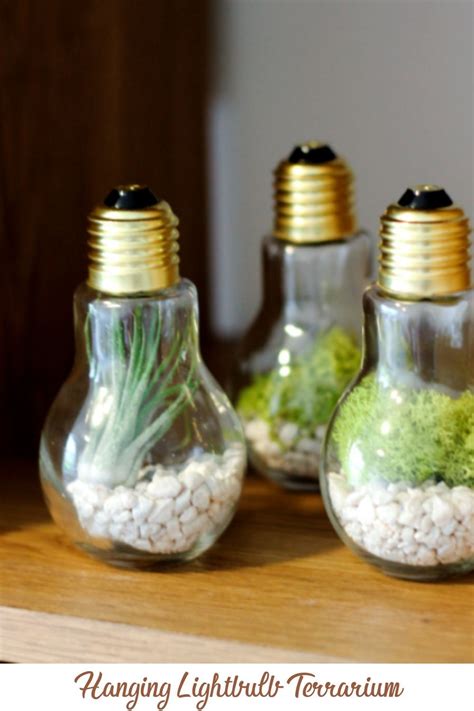 Learn How To Make A Hanging Lightbulb Terrarium For Your Home With This