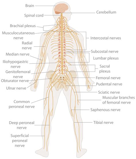82 Introduction To The Nervous System Human Biology