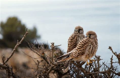 Sagres Birdwatching Festival The Best Birdwatching Event Of Portugal