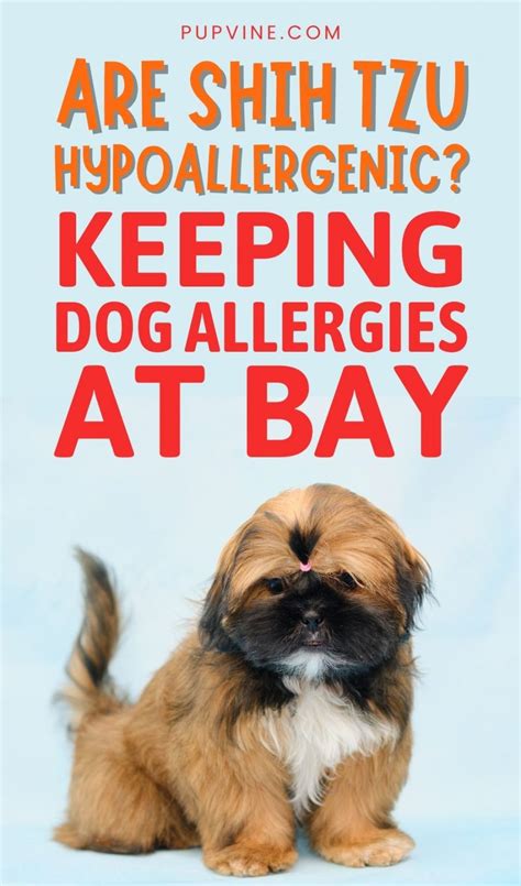 Are Shih Tzu Hypoallergenic Keeping Dog Allergies At Bay