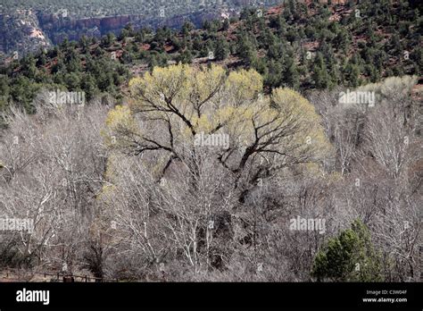 Cottonwood Tree Arizona Hi Res Stock Photography And Images Alamy